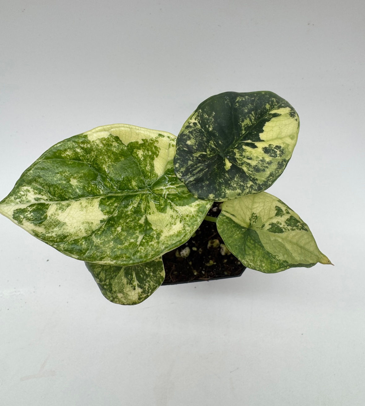 Alocasia Sinuata Variegata Rhizom/ Bulb