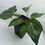 Miniaturbild: Anthurium Greigexdocblockf2 x Forgetii/Crystal Variegata 