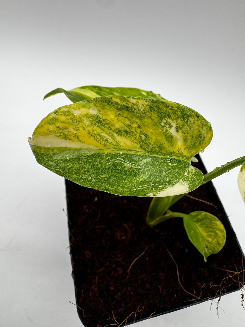 Miniaturbild: Monstera Thai Constellation Miracle Tricolor Variegata