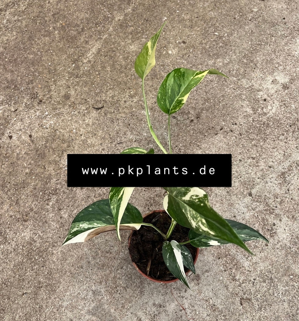 Epipremnum Pinnatum variegata (Grade B) 100pcs
