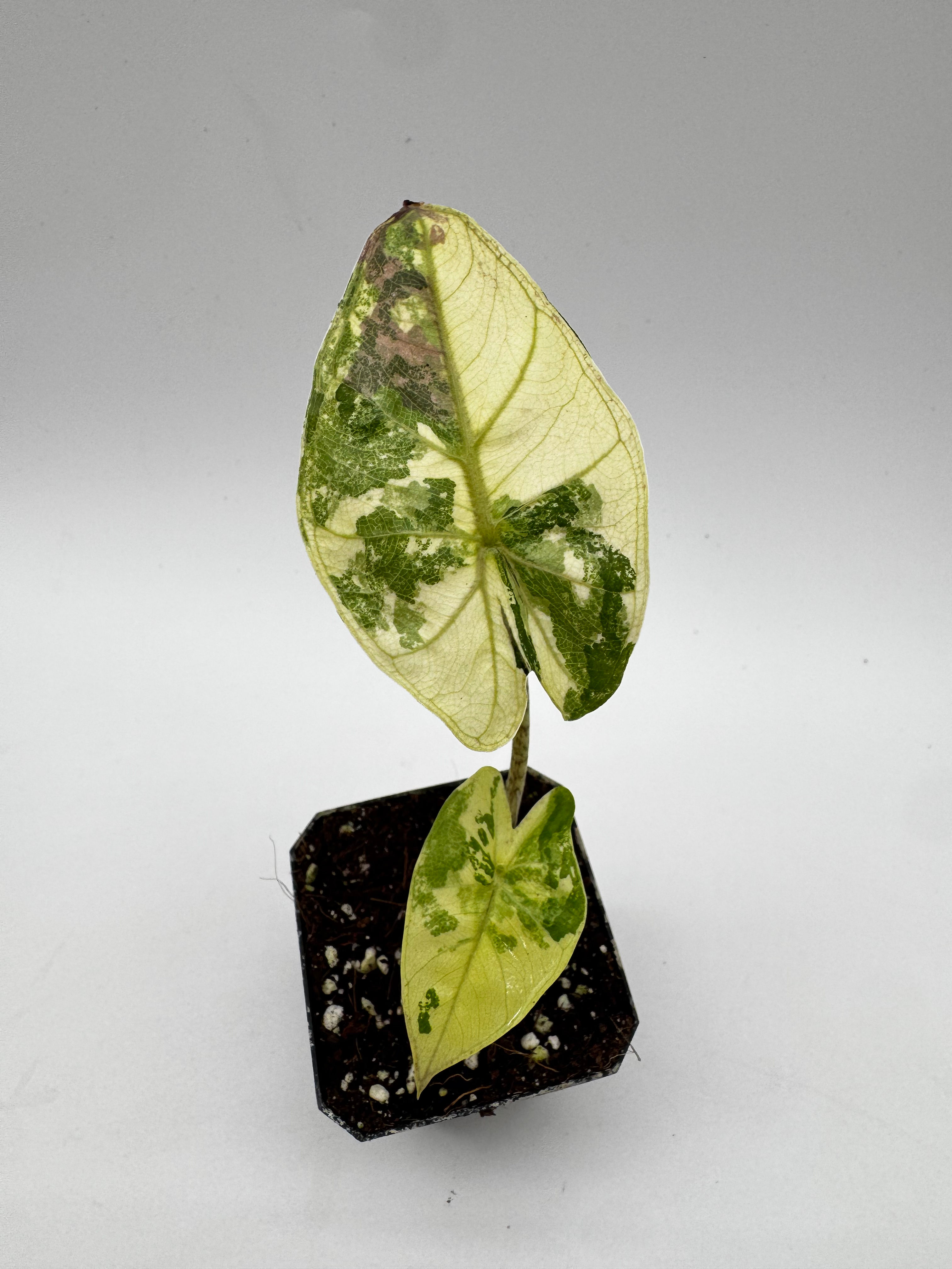 Alocasia Plumbea Nigra Pink Variegata