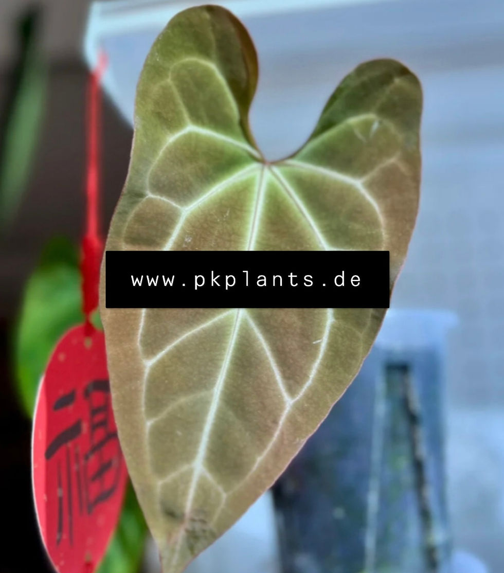 Anthurium Crystallinum × Papillilaminum 100pcs -on request