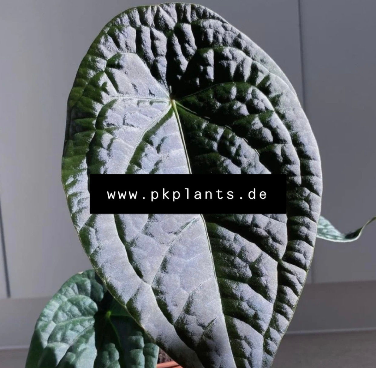 Anthurium Luxurians × Forgetii 100pcs -on request