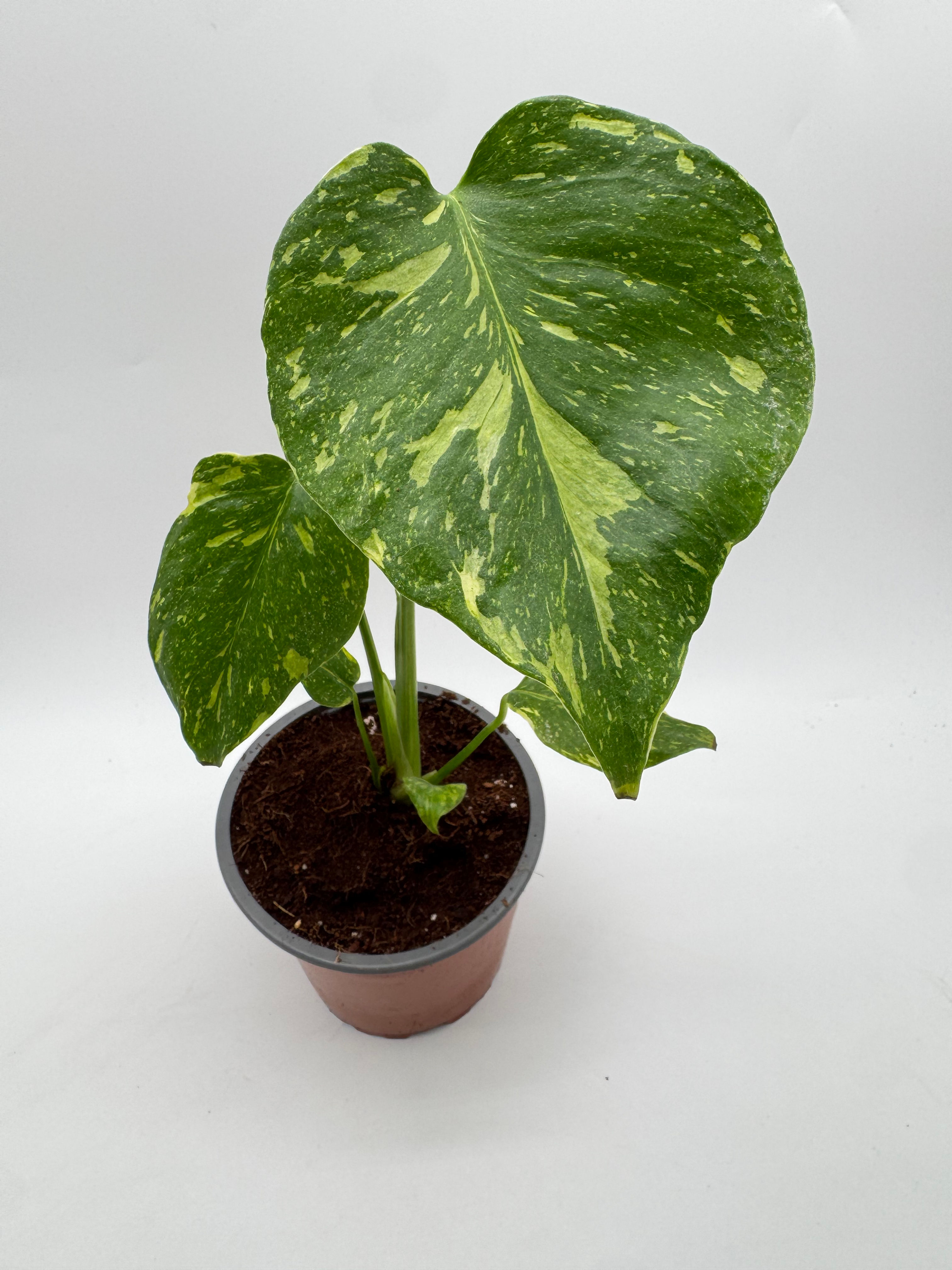 Monstera Electrolight Variegata