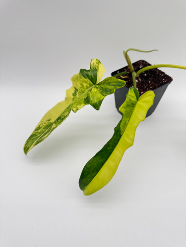 希少　Philo florida beuaty X Mayoi Philodendron Florida Beauty x Mayoi – Casa Botanica