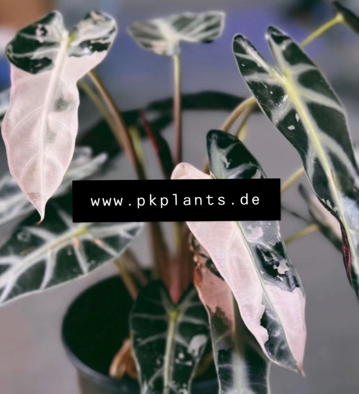 Alocasia Bambino Arrow Pink Variegata 20pcs