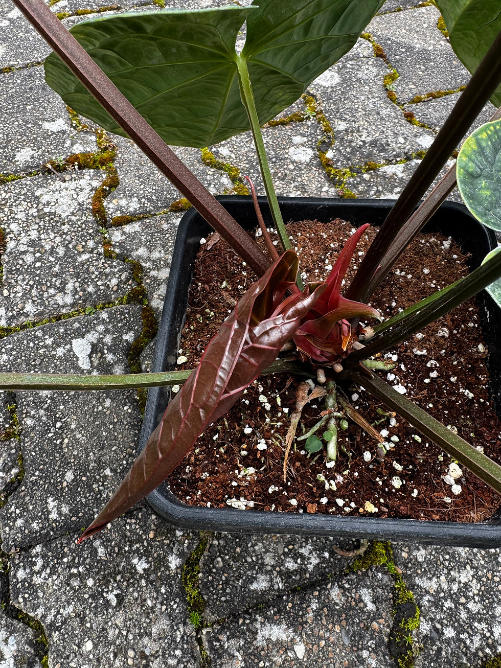 Miniaturbild: Anthurium (Papillilaminum x Crystallinum Variegata) x Luxurians-Dark
