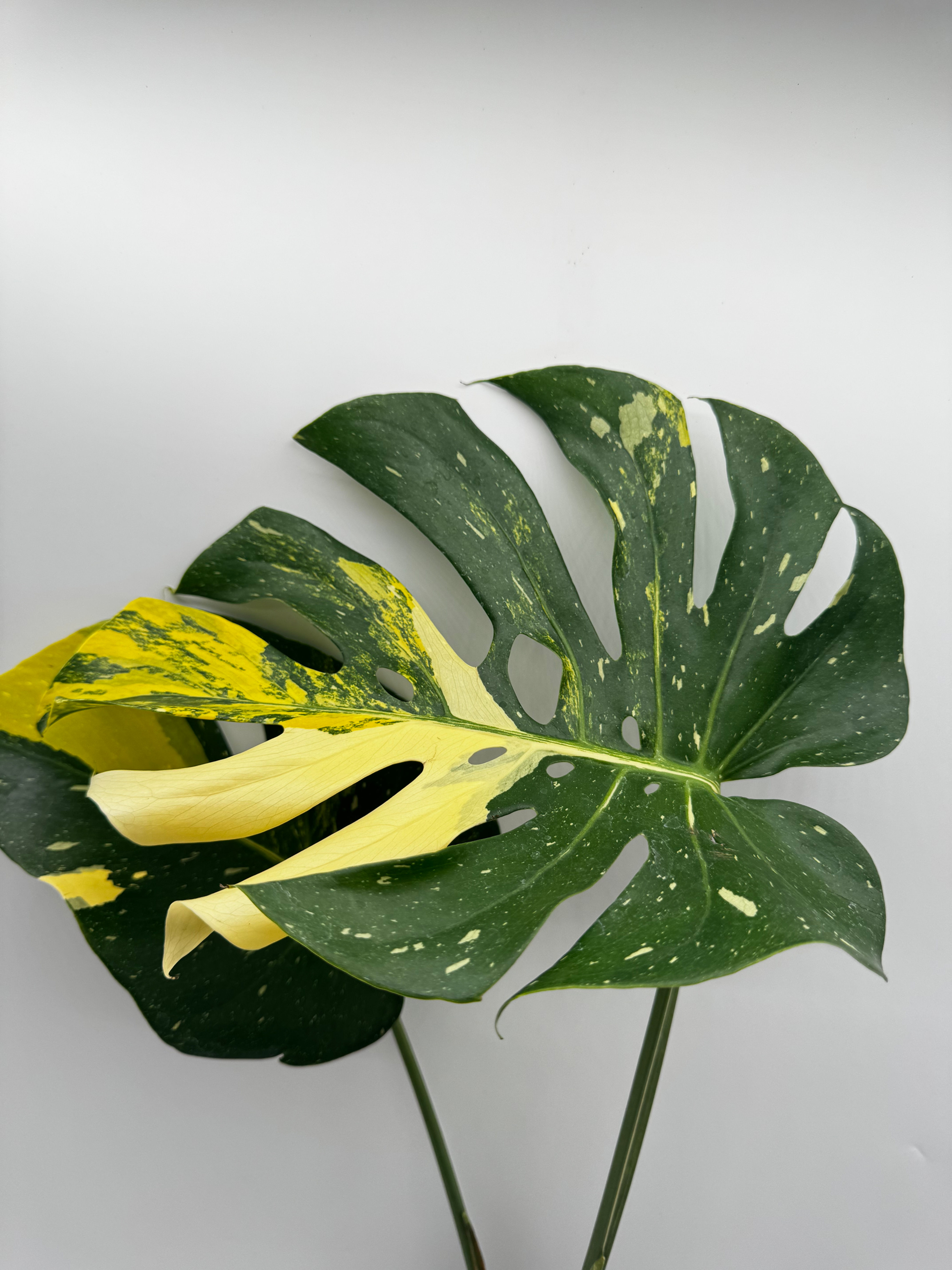 Monstera Thai Constellation Miracle Tricolor Variegata