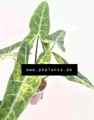 Alocasia Longiloba sp Aurea 5pcs | PK- Plants