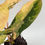Thumbnail: Philodendron (Florida Beauty x Mayoi) x Black Billietiae Variegata