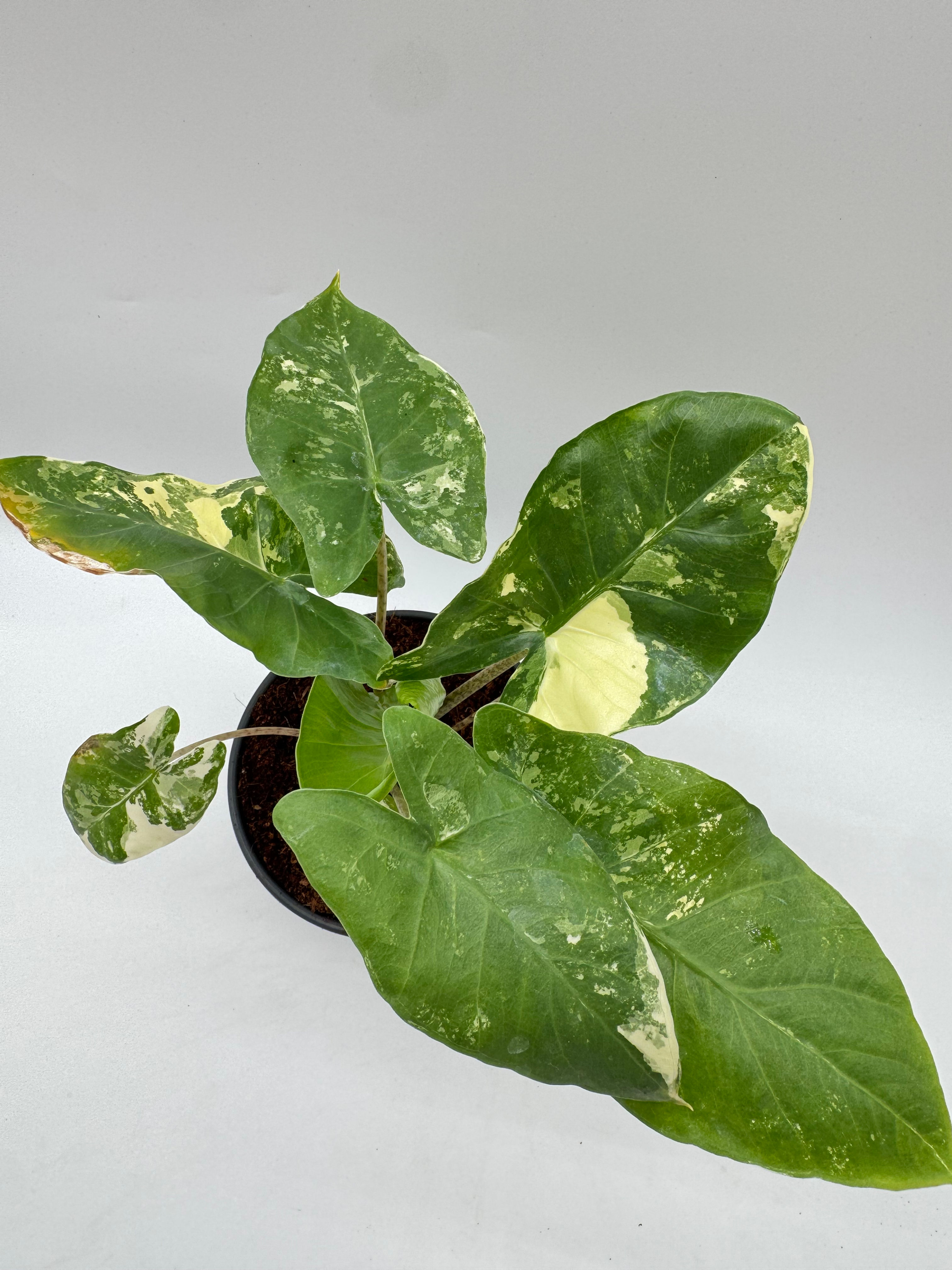 Alocasia Calidora Variegata Rhizom/ Bulb