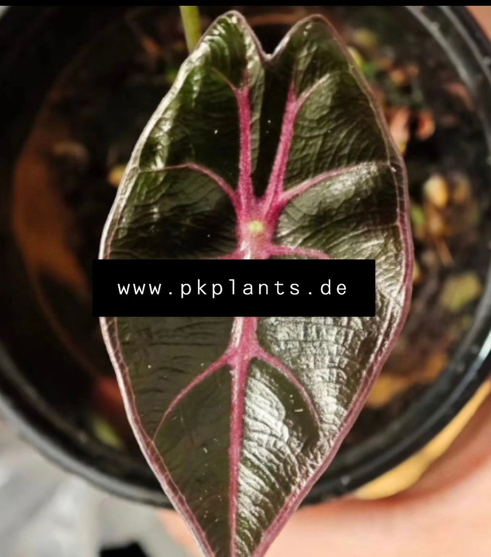 Alocasia Longiloba Suhirmaniana Purple Vein 100pcs