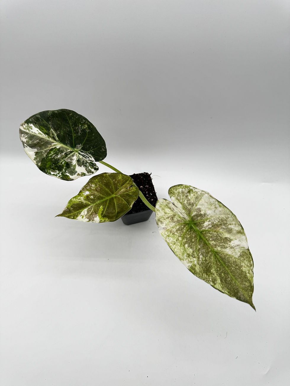 Miniaturbild: Alocasia Regal Shield Pink Variegata