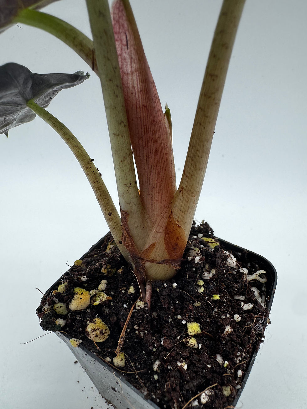 Miniaturbild: Alocasia Heart Balloon Mint Variegata