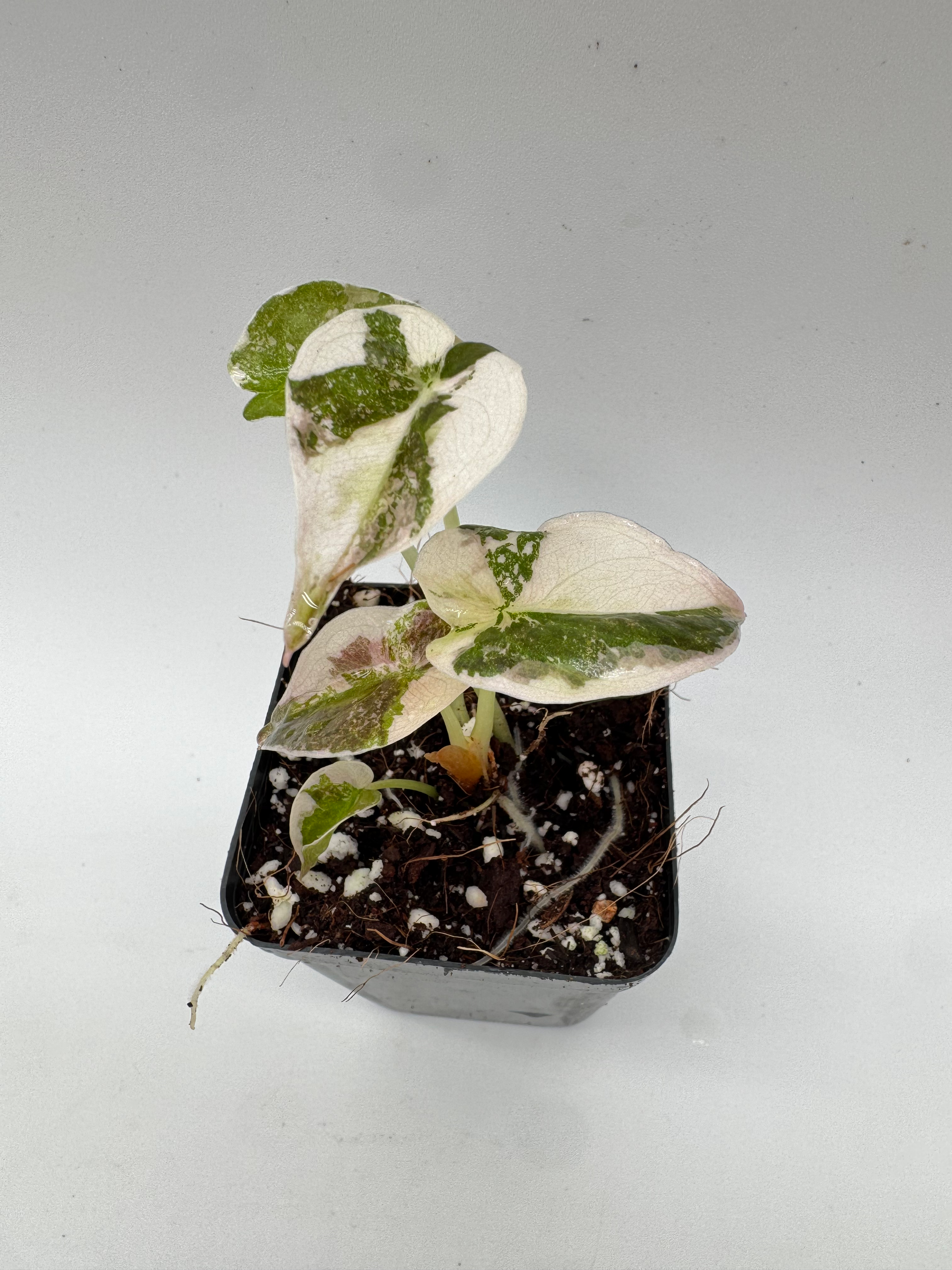 Alocasia Cuprea Pink Variegata