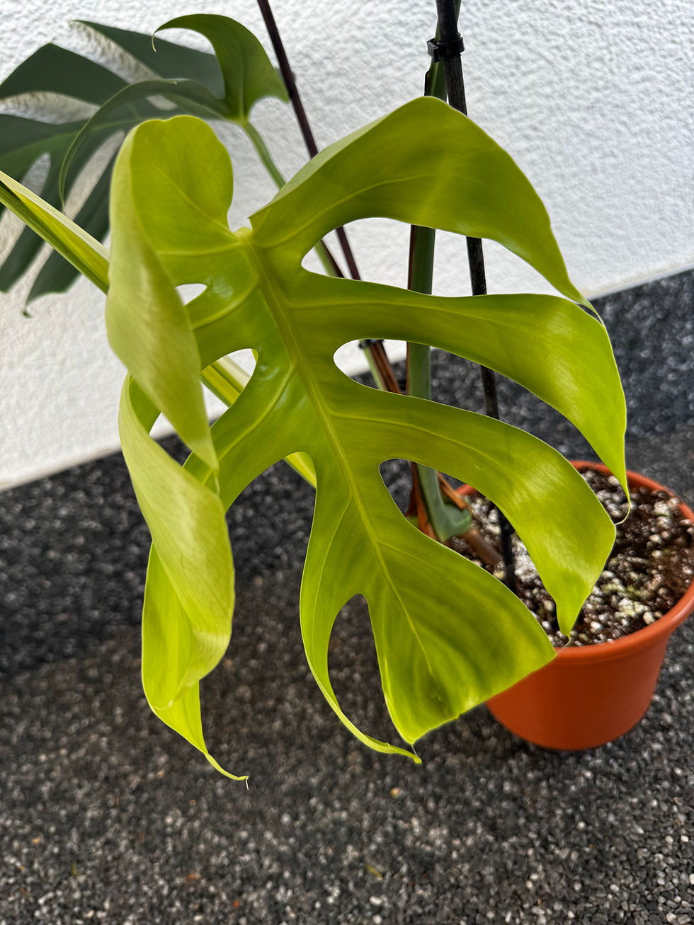 Thumbnail: Monstera Light Lime Variegata