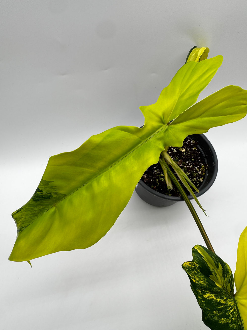 Miniaturbild: Philodendron Florida Beauty x Bob Cee Nr2. Variegata  