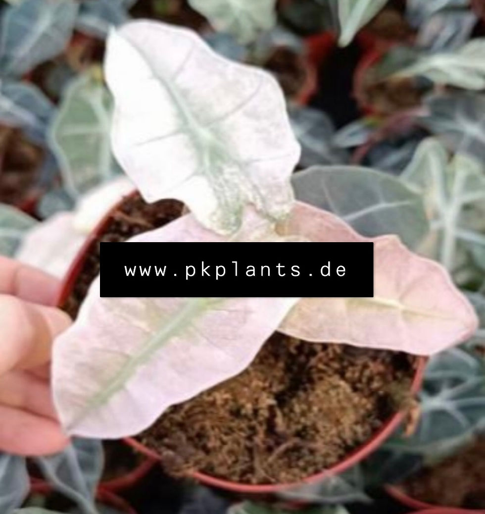 Alocasia Polly Pink Ghost 100pcs
