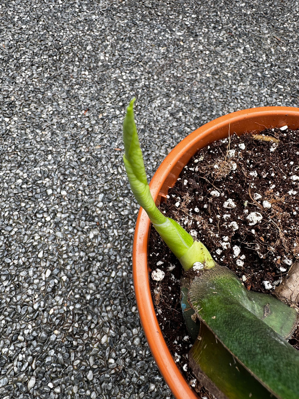 Miniaturbild: Monstera Devil Monster Variegata