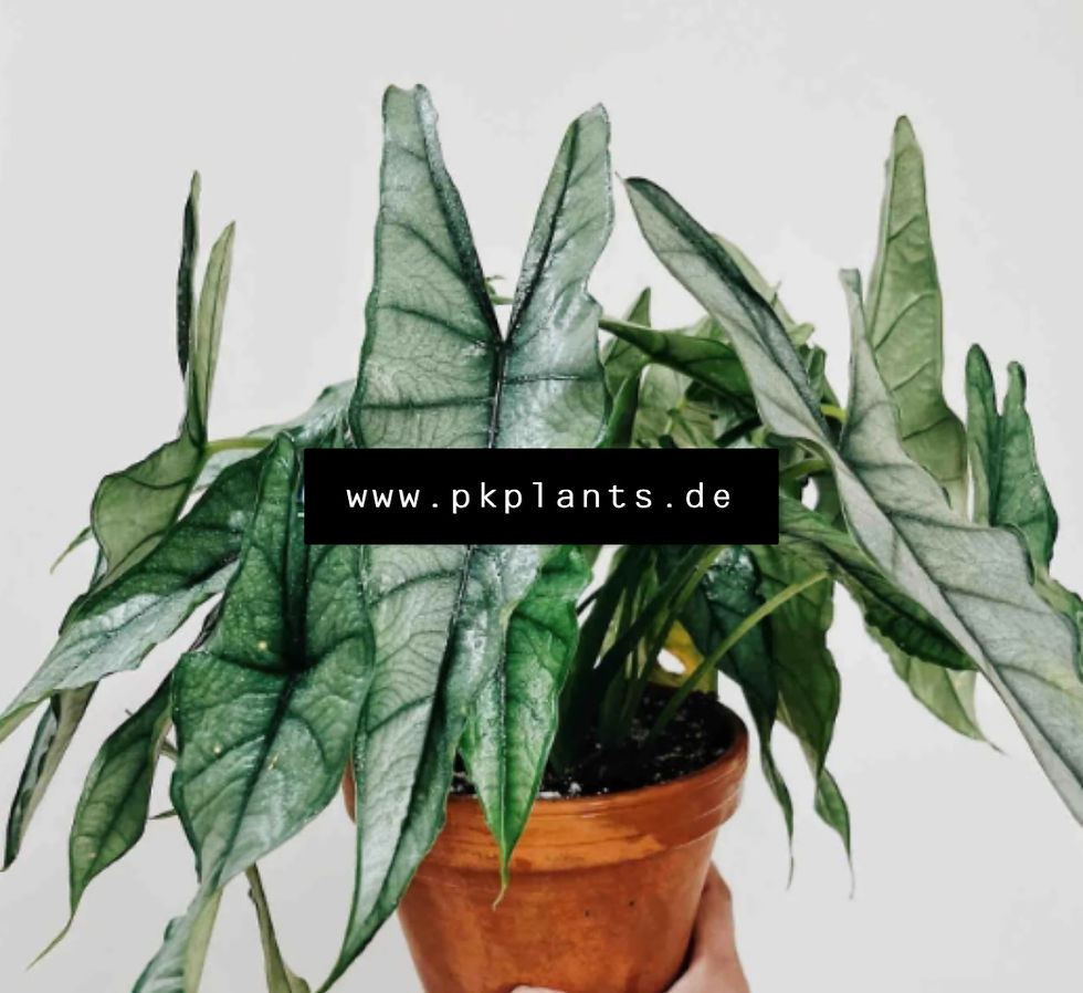 Alocasia Heterophylla Dragon's Breath 100pcs -on request