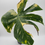 Miniaturbild: Monstera Medusa Variegata