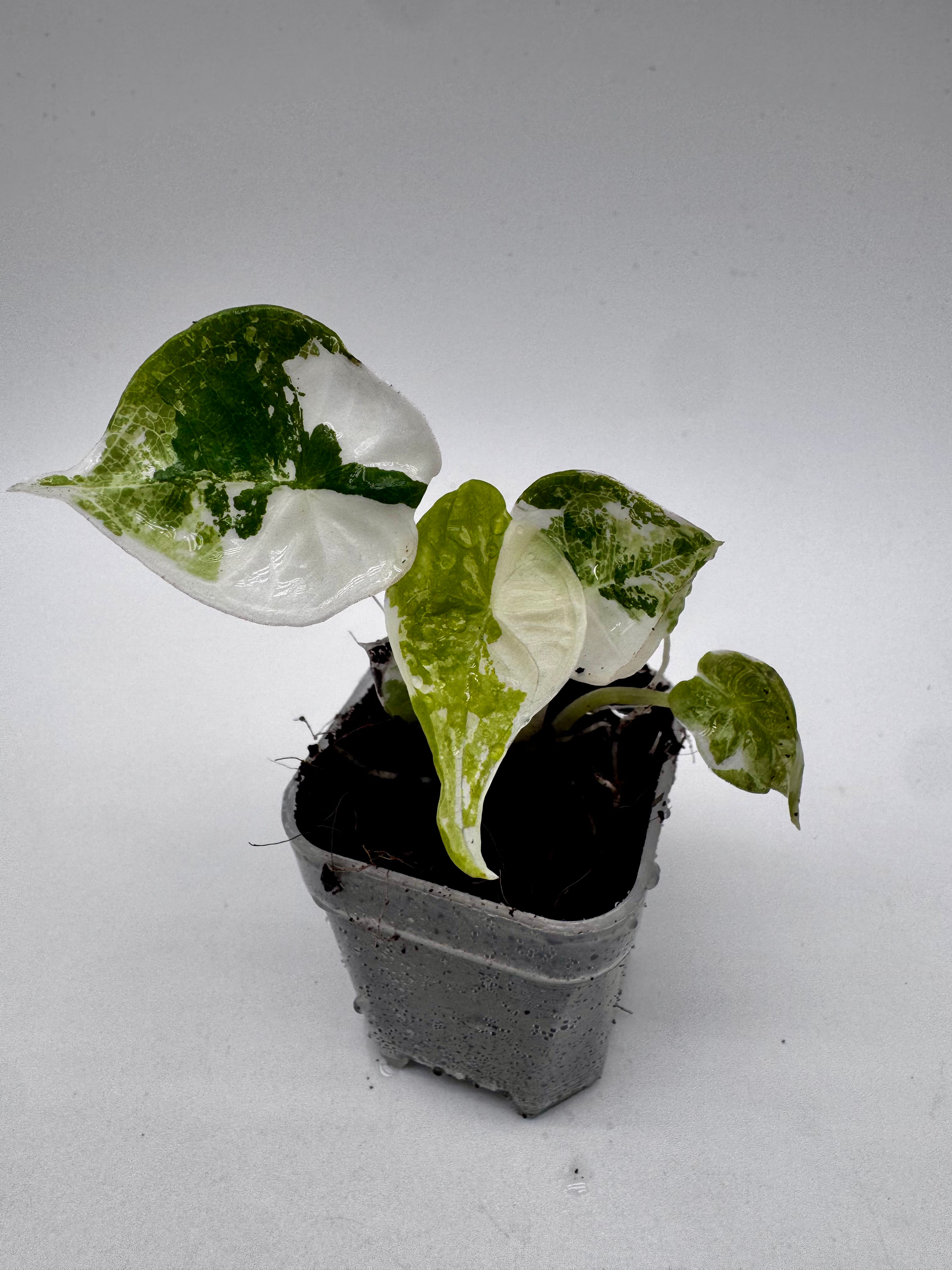 Alocasia Nebula Variegata