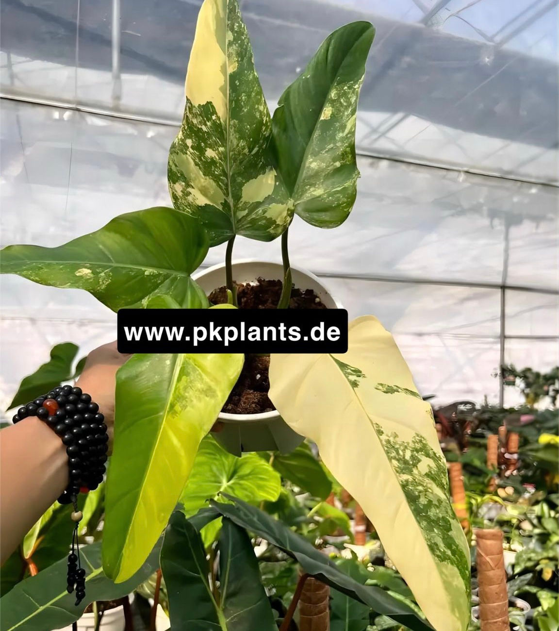 Philodendron Domesticum Variegata 100pcs