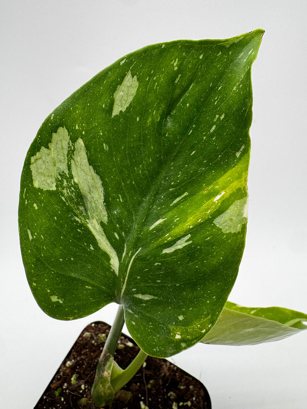 Miniaturbild: Monstera Medusa