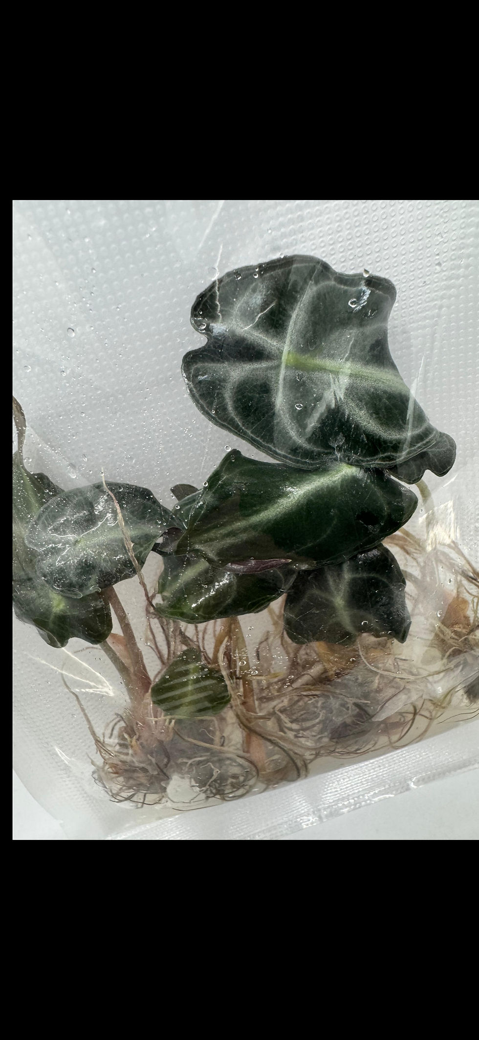 Miniaturbild: Alocasia Venom 100 pcs