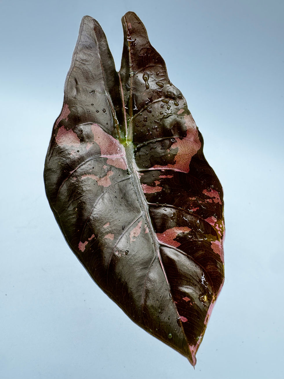 Miniaturbild: Alocasia Chantrieri Pink Variegata aus Rhizom