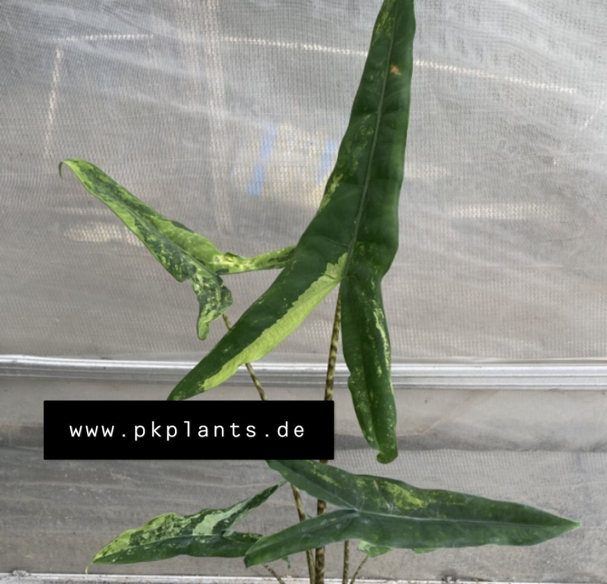 Alocasia Tigrina Superba Variegata 10pcs