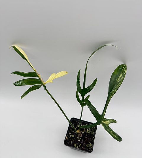 Philodendron Florida Beauty x Polypodioides Variegata | PK- Plants