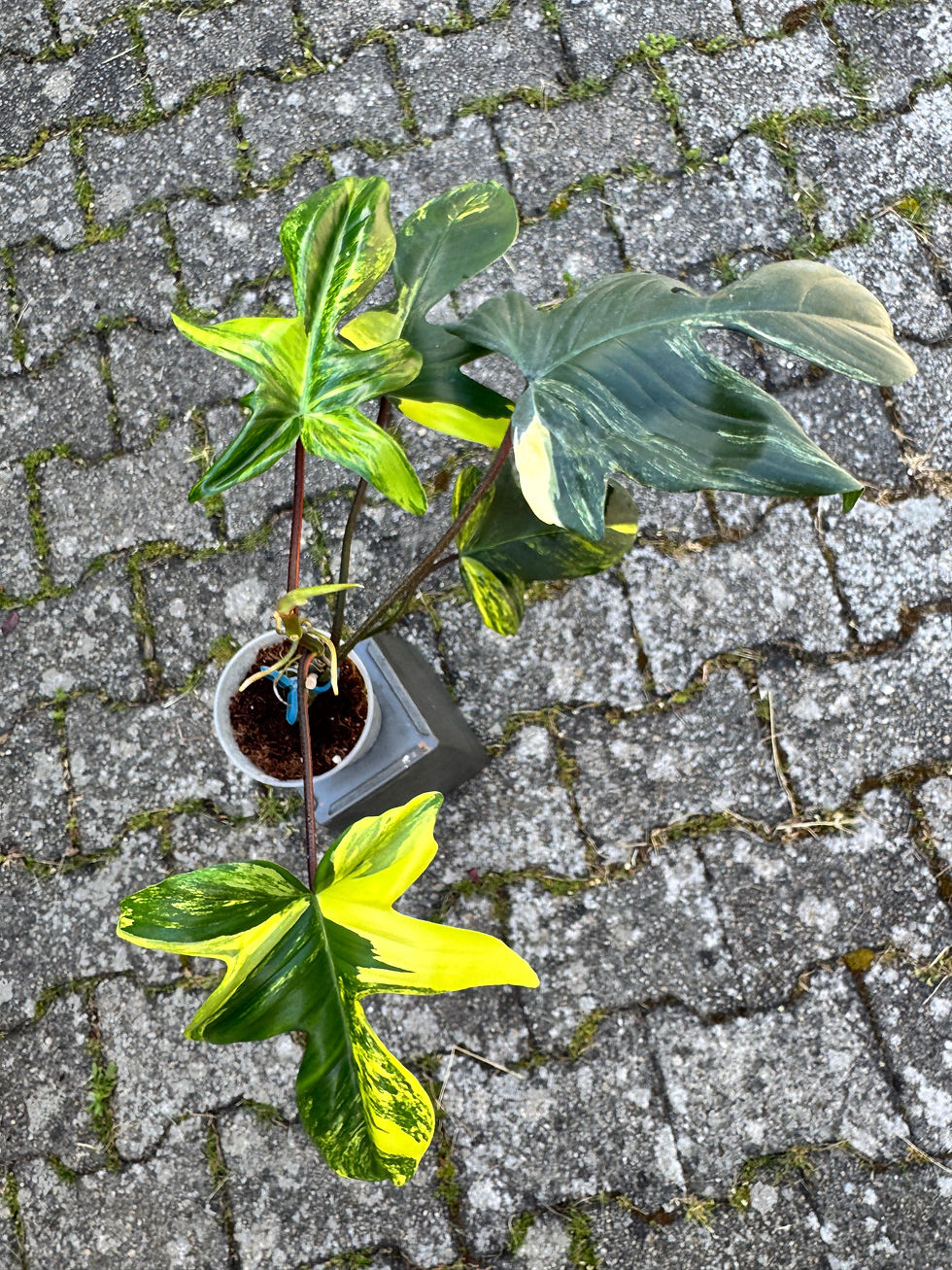 Thumbnail: Philodendron Florida Beauty Variegata