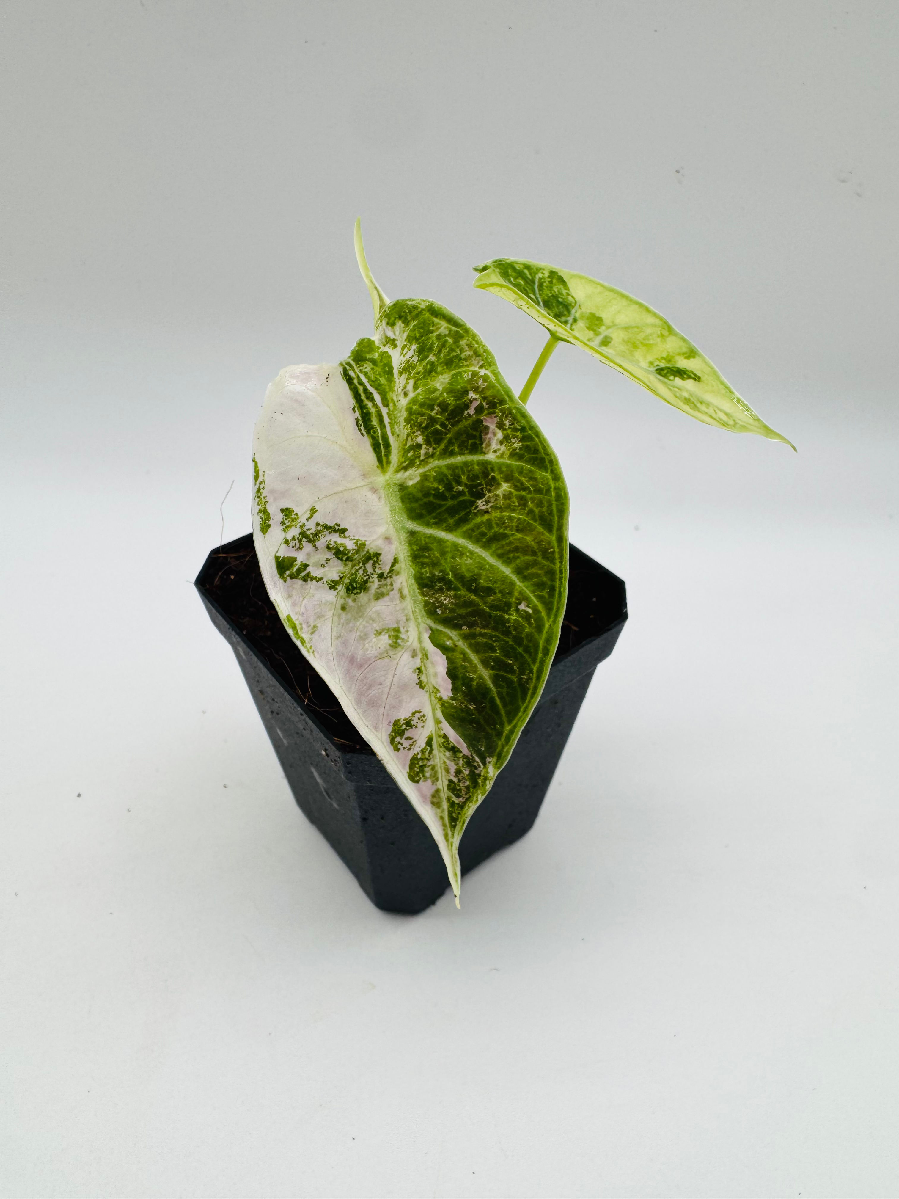 Alocasia Watsoniana Doff Pink Variegata