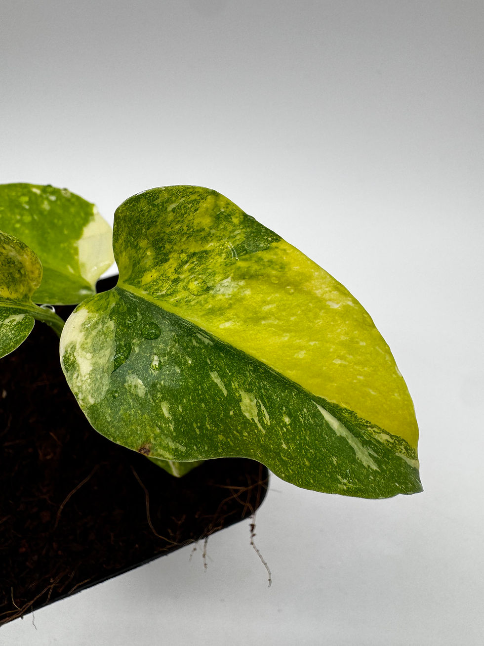 Miniaturbild: Monstera Thai Constellation Miracle Tricolor Variegata
