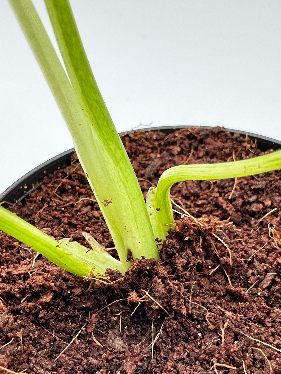 Miniaturbild: Monstera Siam Mint
