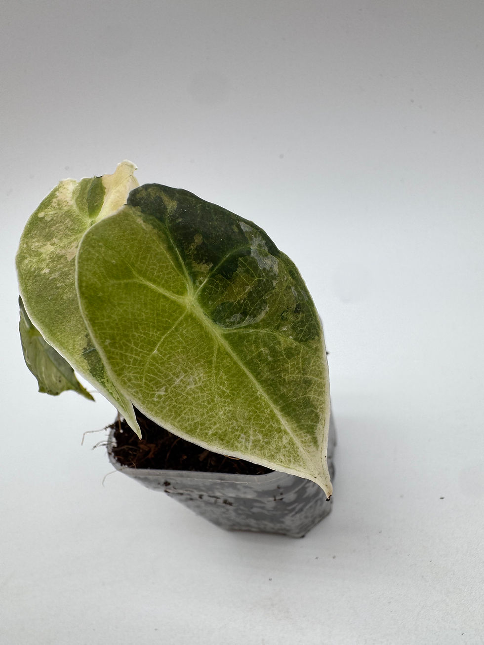 Thumbnail: Alocasia Watsoniana Pink Variegata (Glossy Surface)