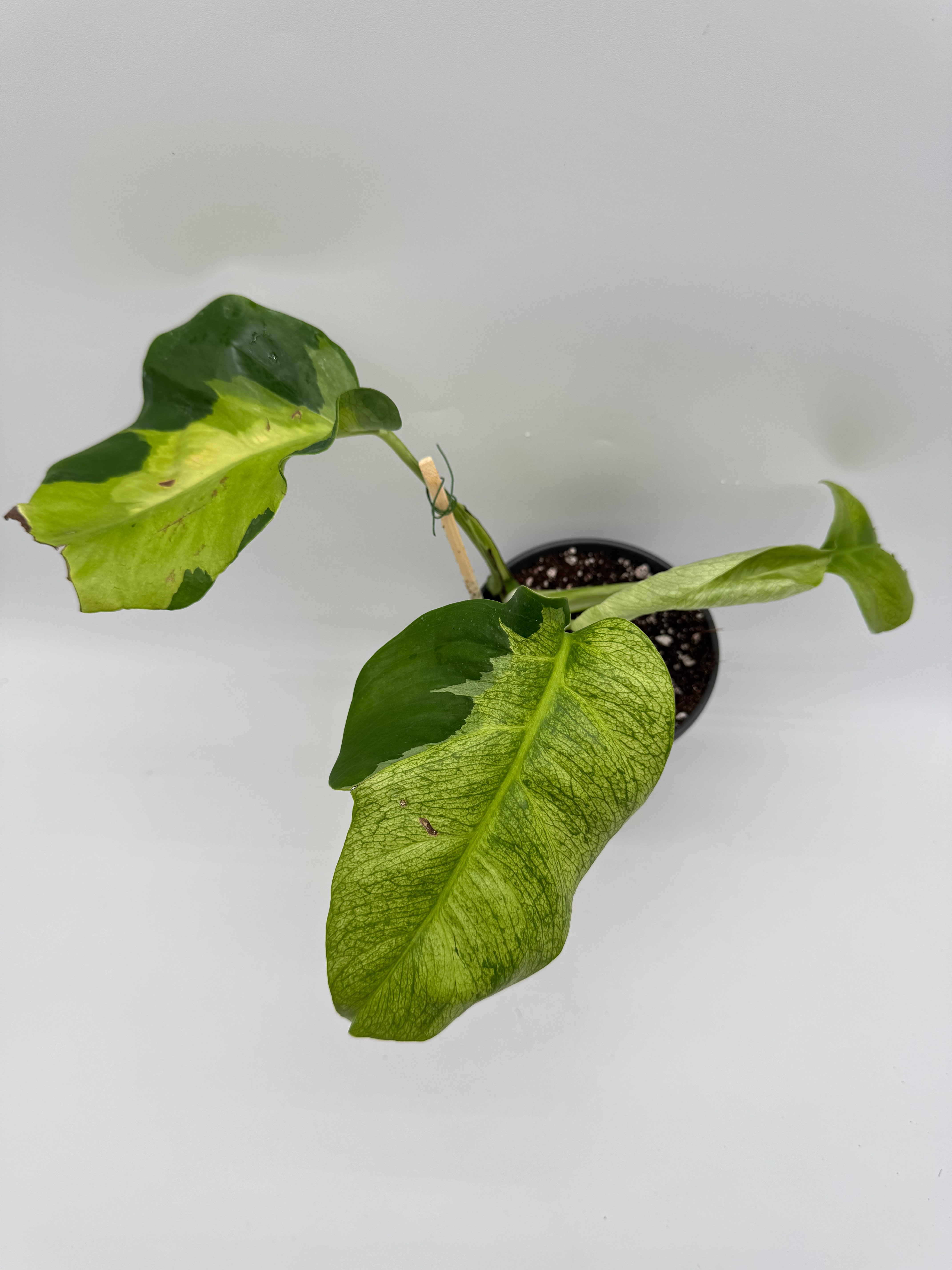 Monstera White Lava Variegata