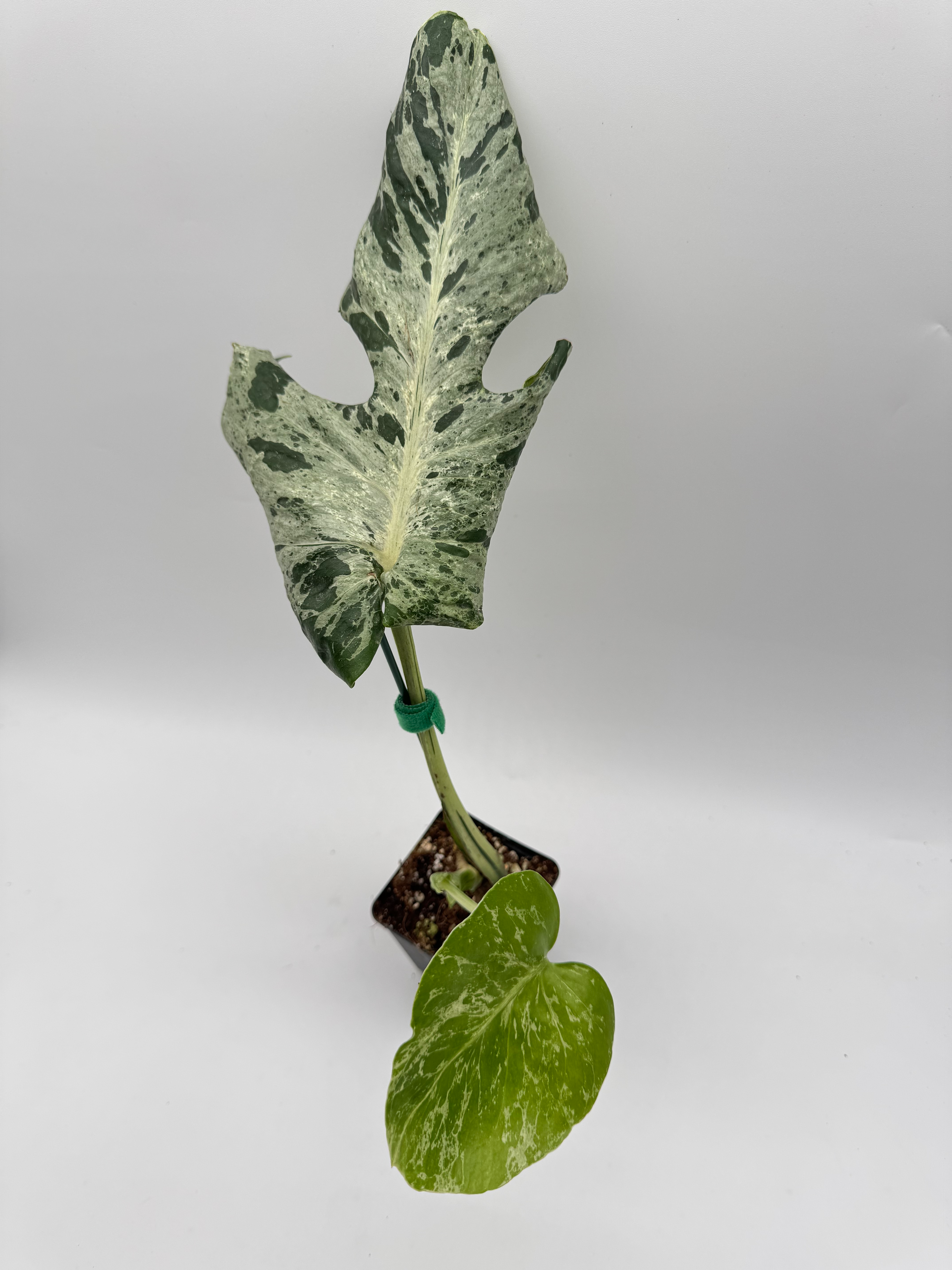 Monstera Vietciosa Variegata