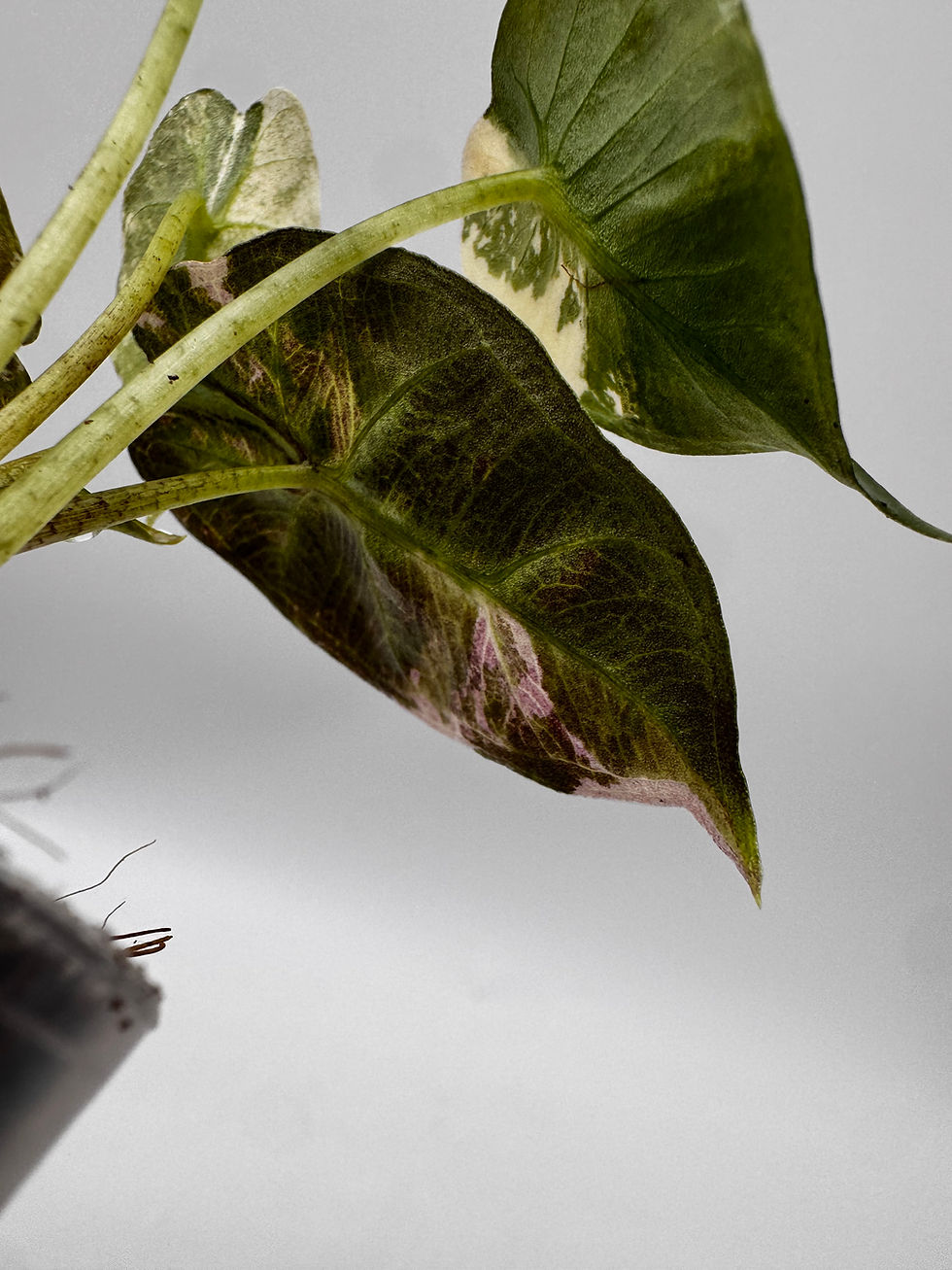 Thumbnail: Alocasia Mandalay Pink Variegata