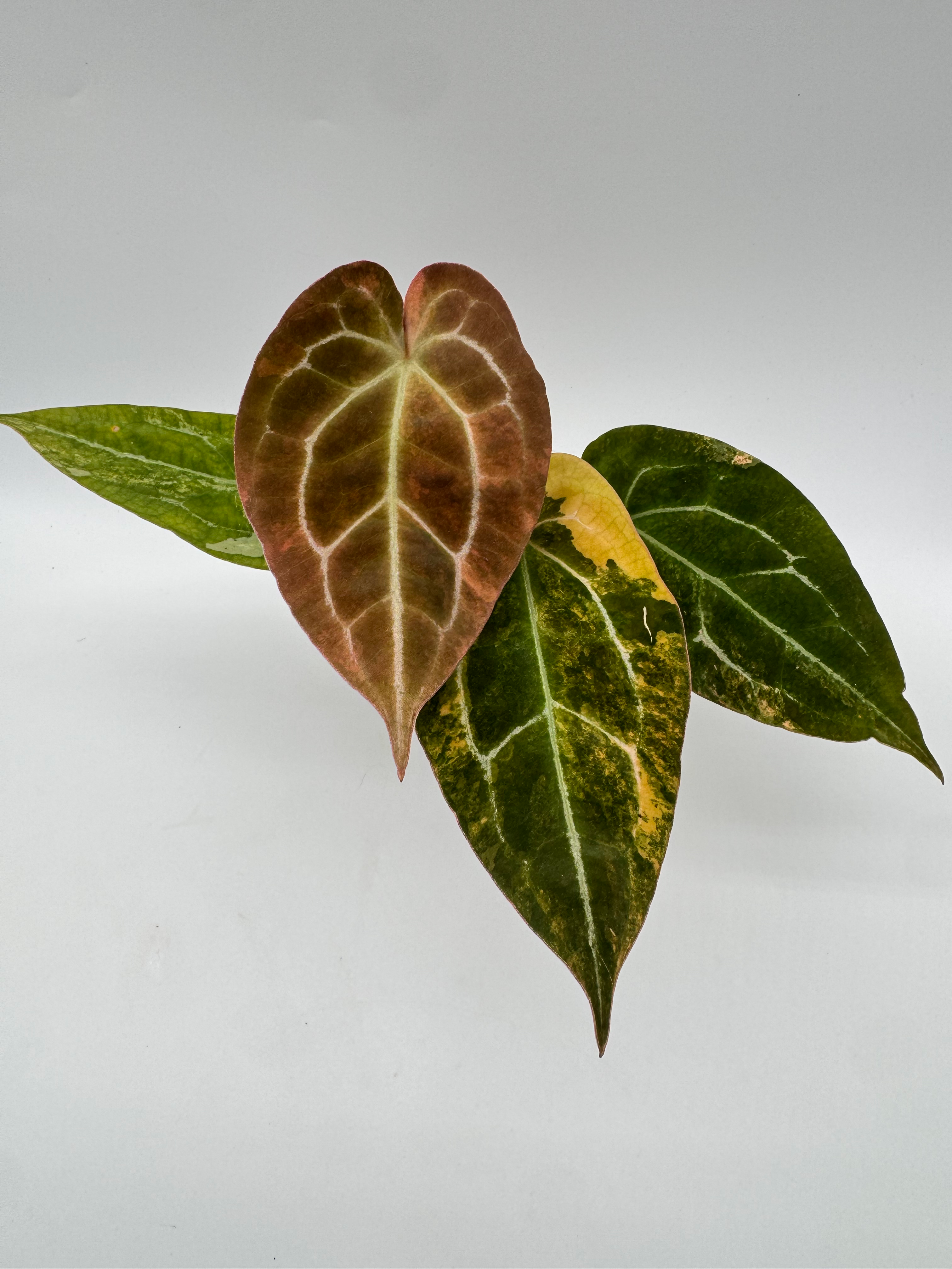 Anthurium Forgetii Hybrid Australia Variegata