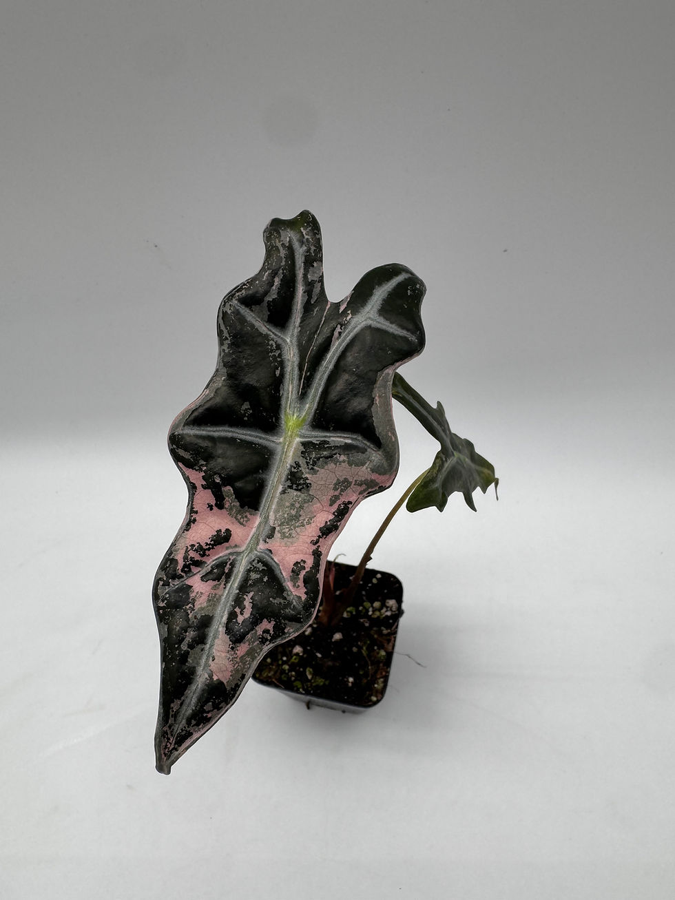 Miniaturbild: Alocasia Nobilis Pink Variegata