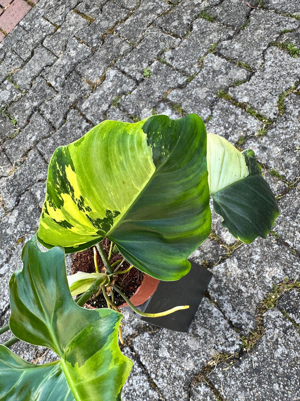 Thumbnail: Philodendron Golden Dragon Variegata