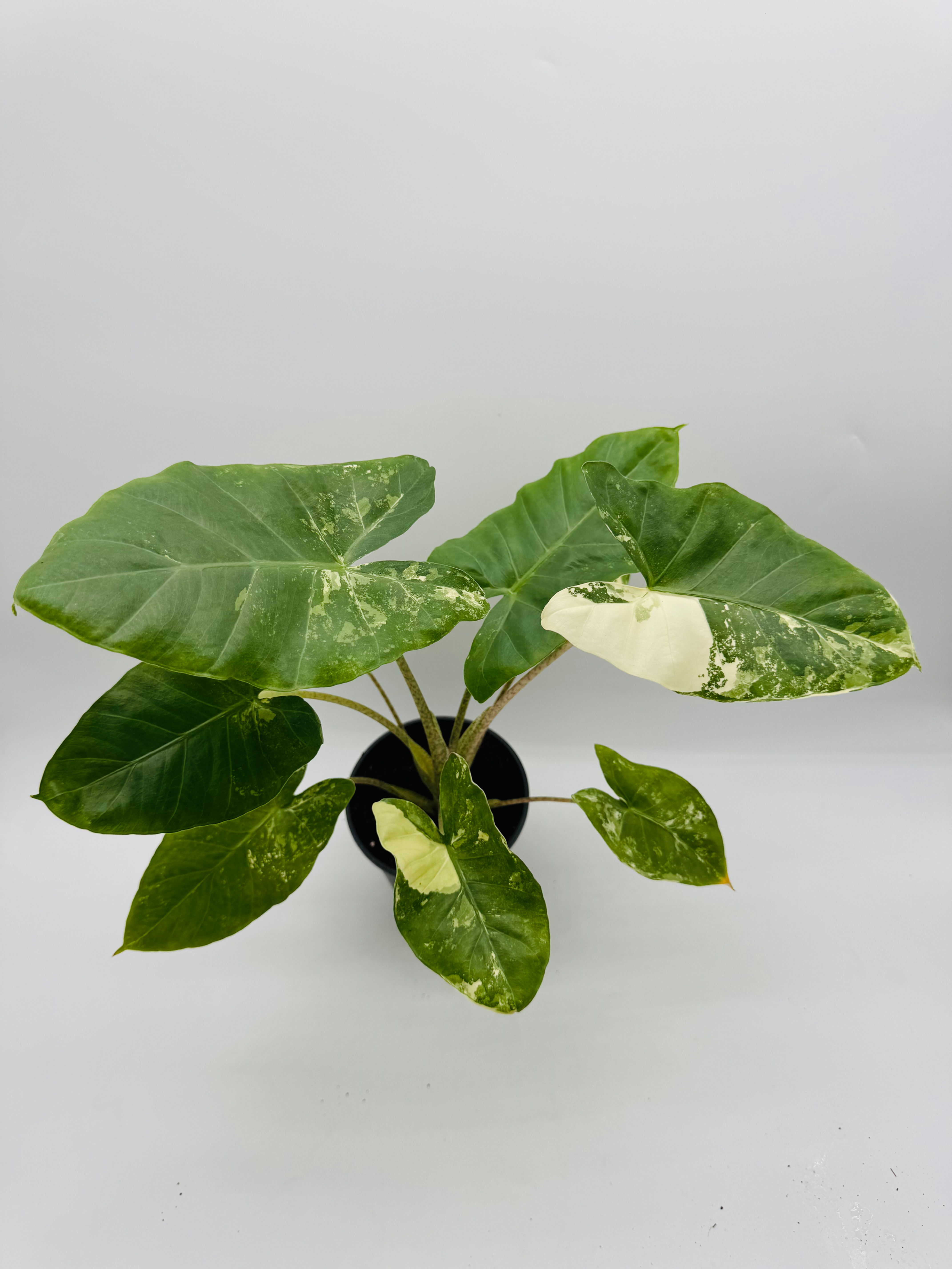Alocasia Calidora Albo Variegata