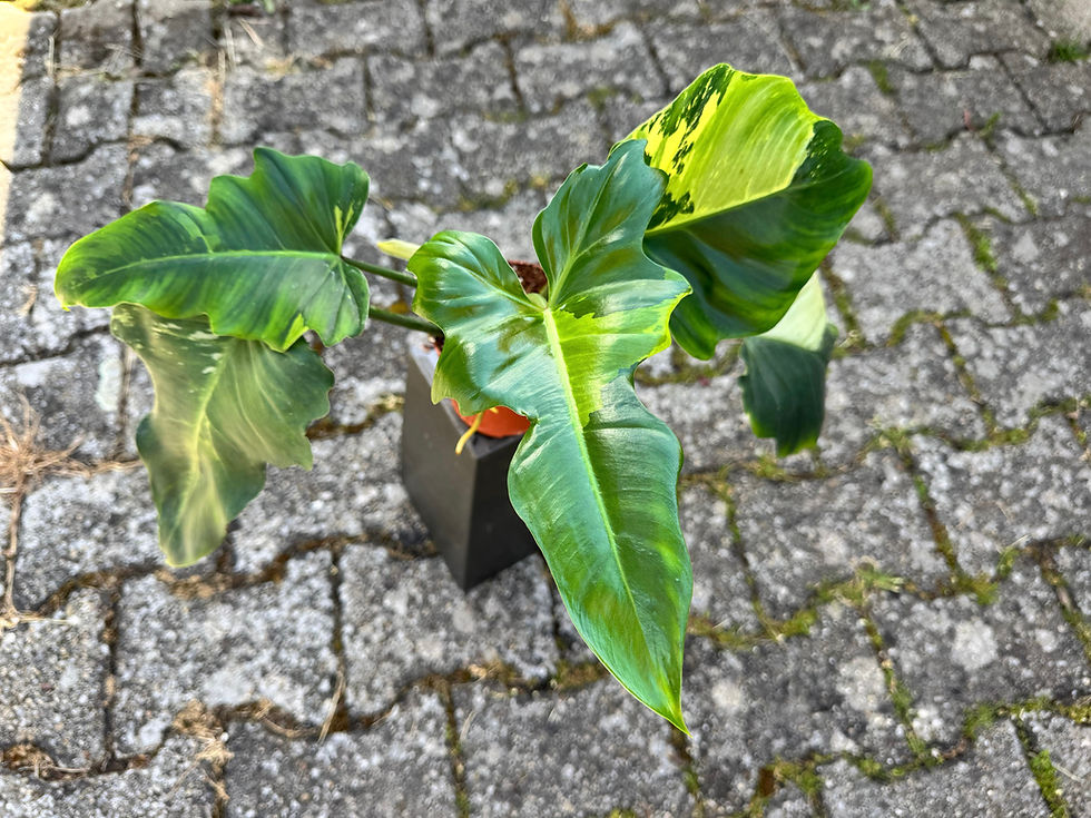 Miniaturbild: Philodendron Golden Dragon Variegata