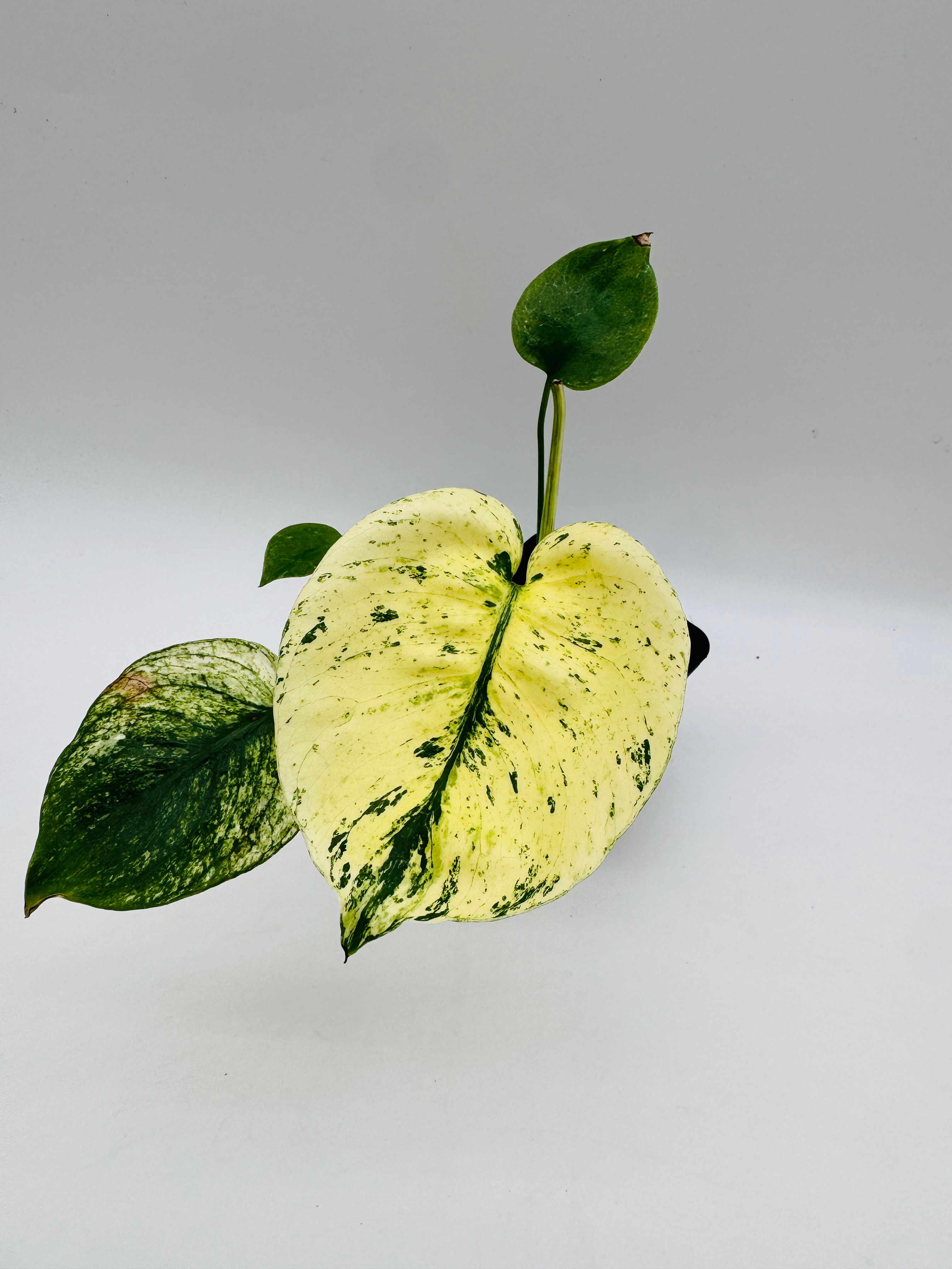 Monstera Siam Mint Variegata