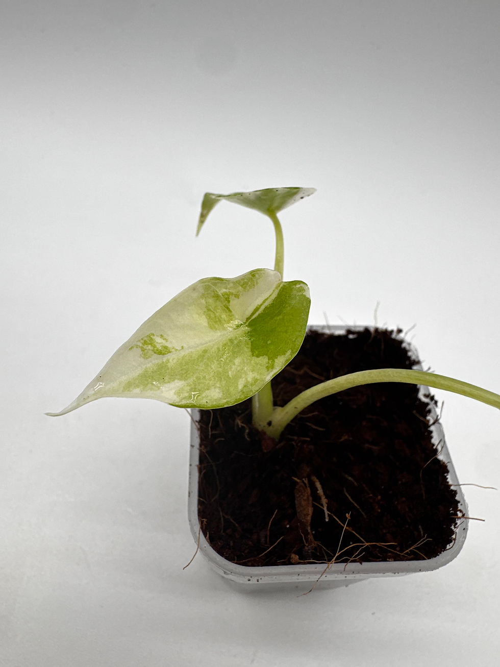 Miniaturbild: Alocasia Scalprum Albo Variegata