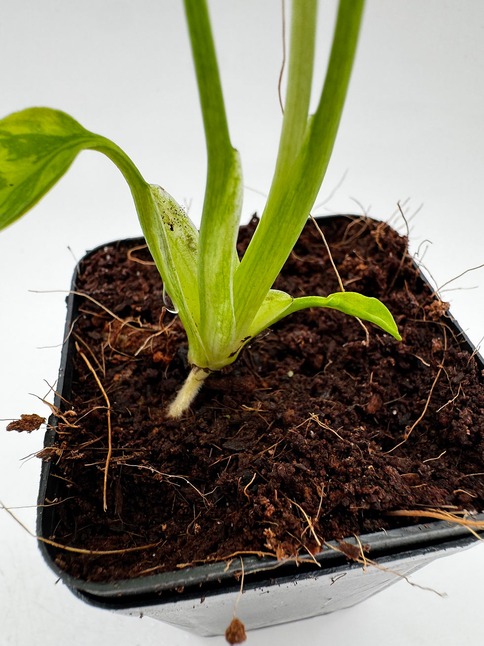 Miniaturbild: Monstera Electrolight Variegata