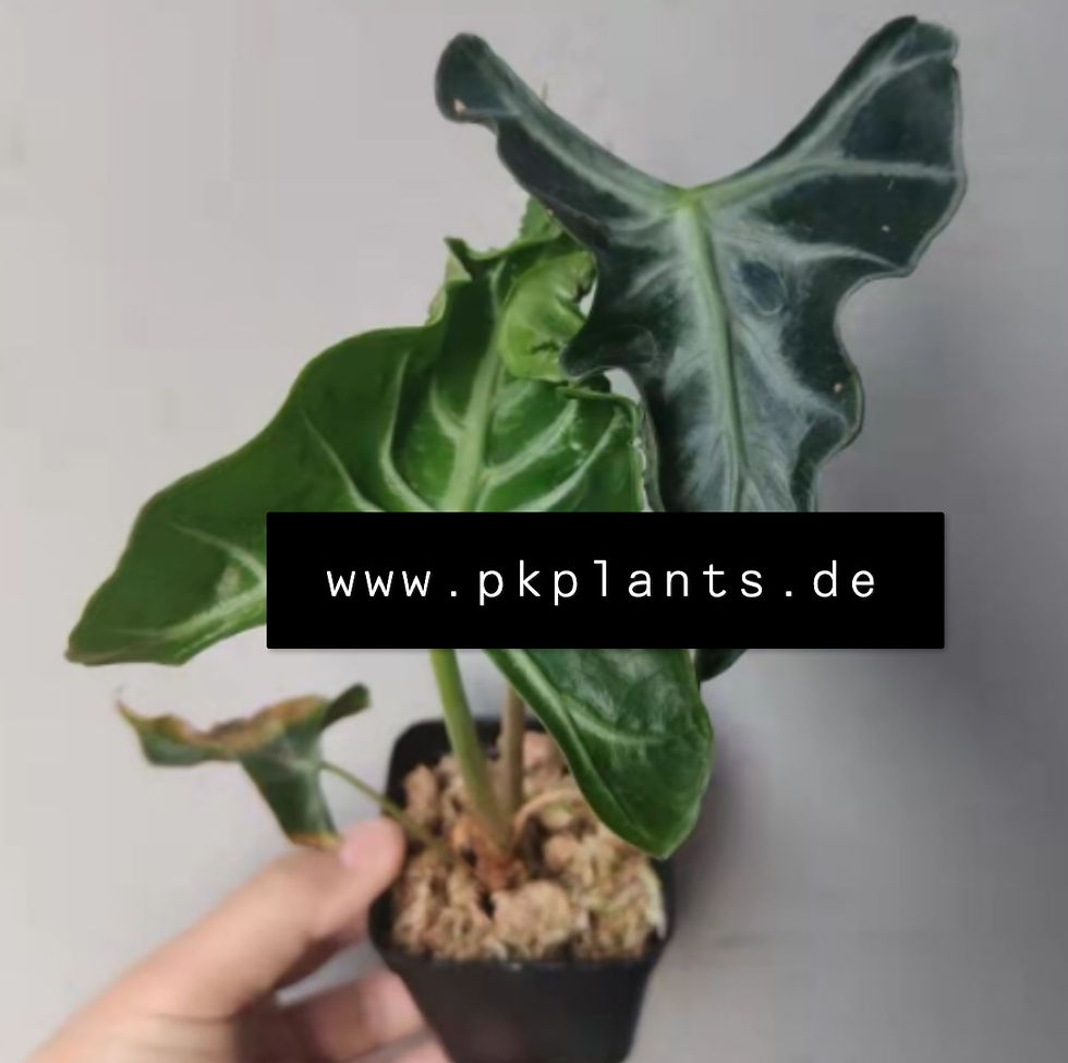 Alocasia Loco 100pcs