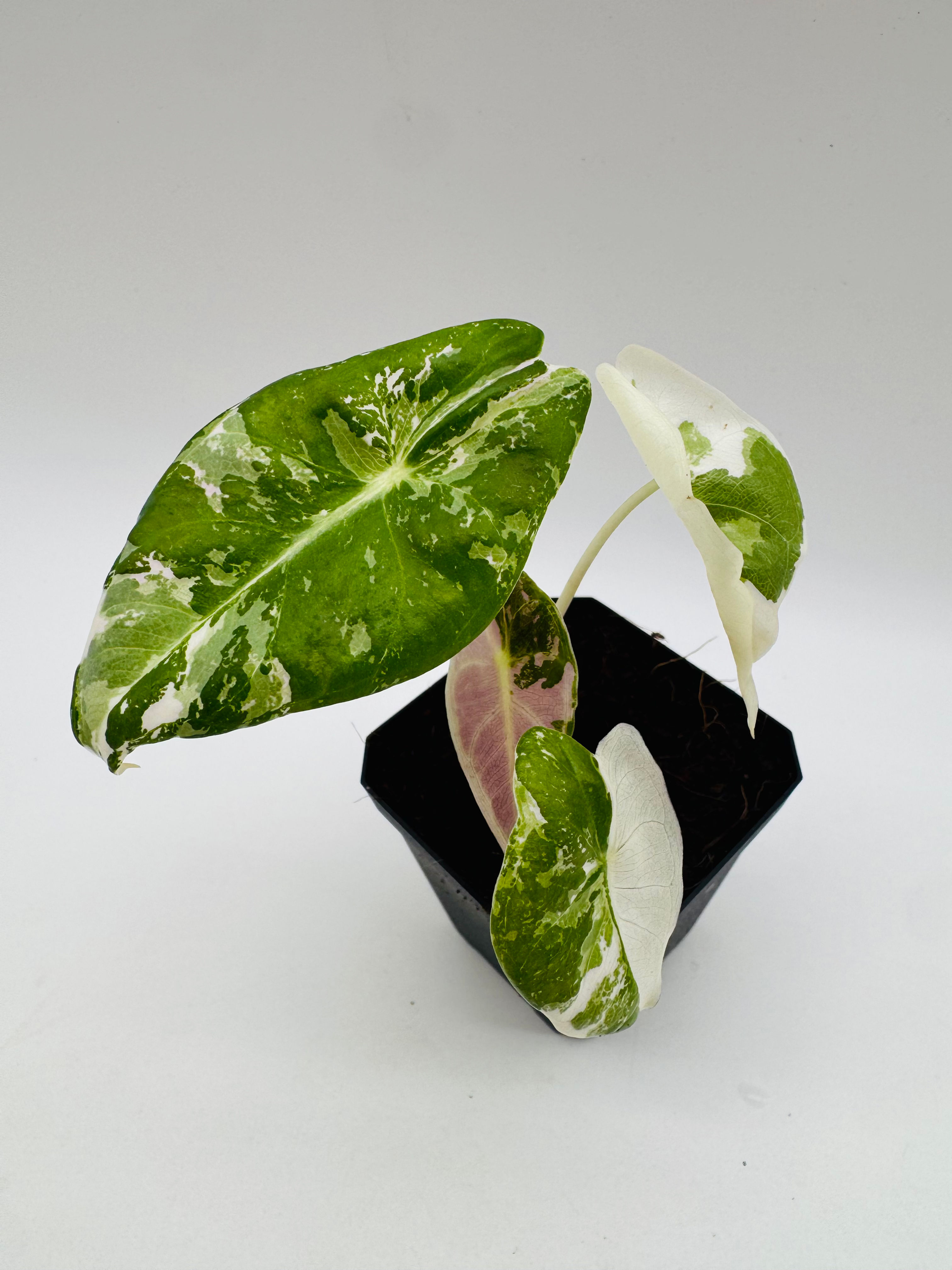 Alocasia Longiloba Grandis Pink Variegata